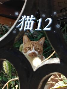 猫12色什么意思